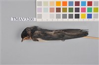 藏品(家燕)的圖片